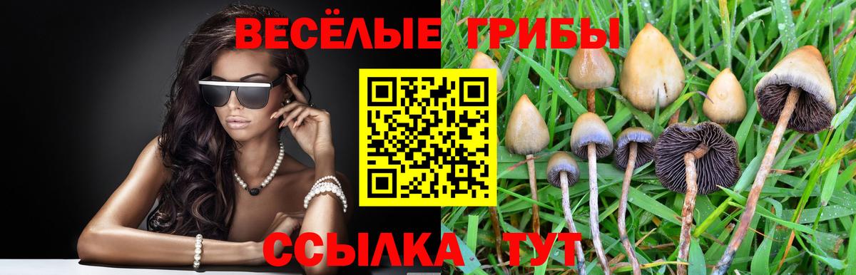 Псилоцибиновые грибы Psilocybe Протвино